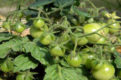 Нужно окучивать два раза: 5 секретов урожайности томатов, о которых знают старожилы - belnovosti.by