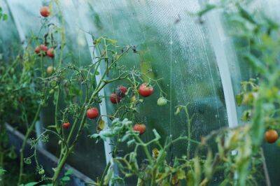 Какие внекорневые подкормки томатов значительно ускорят их созревание и увеличат урожайность - belnovosti.by