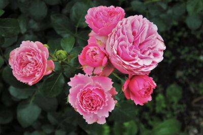 Чем подкормить розы весной и летом для пышного цветения: соседка не расскажет этот секрет - belnovosti.by