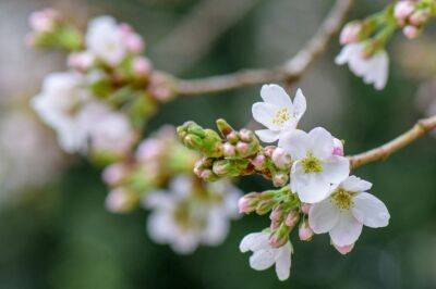 Сад во время цветения: 6 работ, которые нельзя пропустить - belnovosti.by