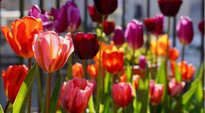 11 новых невероятно красивых сортов тюльпанов - supersadovnik.ru - Голландия - Амстердам