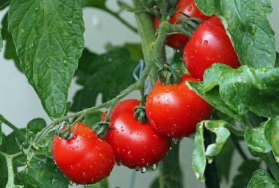 Простой рецепт подкормки для томатов подарит урожай, о котором все мечтают - belnovosti.by