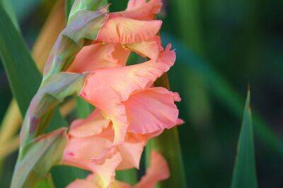 Правильная подкормка гладиолусов сделает их цветение невероятно красивым - belnovosti.by