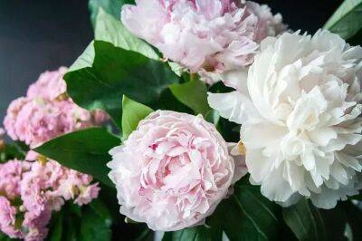 Елен Гутыро - Вот этим подкормите цветы в момент бутонизации, чтобы усилить неописуемому красоту пионов - belnovosti.by
