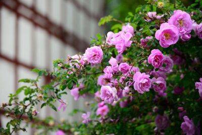 Не спешите расставаться с неудачно перезимовавшим кустом розы: как такие растения спасают опытные цветоводы - belnovosti.by
