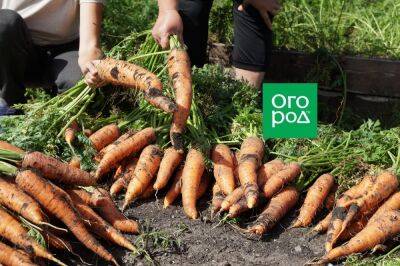 5 секретов идеальной моркови - ogorod.ru