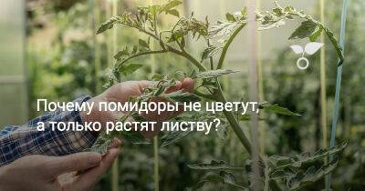Почему помидоры не цветут, а только растят листву? - botanichka.ru