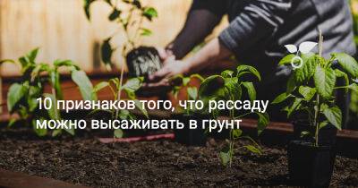 10 признаков того, что рассаду можно высаживать в грунт - botanichka.ru