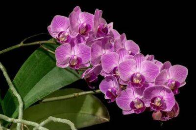 Елен Гутыро - Как сохранить роскошный букет орхидей в вазе, чтобы простоял целый месяц: простая хитрость - belnovosti.by