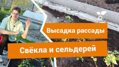 Свёкла и сельдерей — как и когда высаживать рассаду корнеплодов? - botanichka.ru