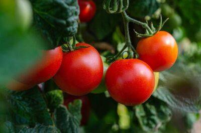 Простая подкормка, благодаря которой помидоры созревают на 2-3 недели раньше - belnovosti.by