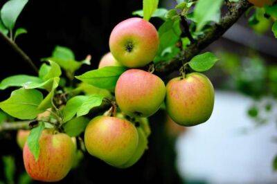 6 причин, почему яблоня простаивает: что заставит дерево плодоносить каждый год - belnovosti.by