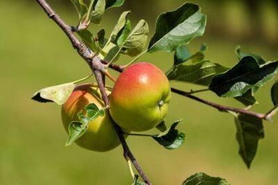 Что может погубить яблоню, и как этого избежать: ошибки, из-за которых нет яблок - belnovosti.by