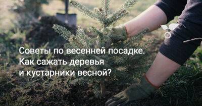Советы по весенней посадке. Как сажать деревья и кустарники весной? - botanichka.ru