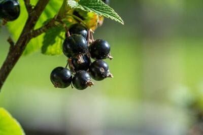 Чем подкормить черную смородину, чтобы ягоды были крупнее: хитрость, о которой следует знать - belnovosti.by