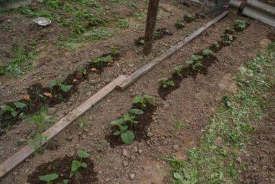 Антон Курчев - 5 самых удачных «огородных» сочетаний: какие растения выращивать в паре для увеличения урожайности - belnovosti.by