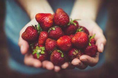 Елен Гутыро - Секретная подкормка – и клубника дает огромные сладкие ягоды: удобрение творит настоящие чудеса даже с чахлыми кустами - belnovosti.by