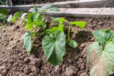 Что посадить рядом с огурцами для увеличения урожая овоща в два раза: совет бывалых огородников - belnovosti.by