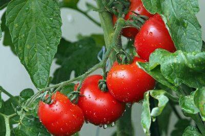 Что положить в лунки для помидор при посадке, чтобы они росли, как на дрожжах и давали хороший урожай - belnovosti.by