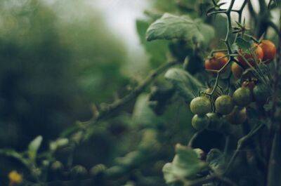 5 досадных ошибок при высадке рассады томатов в теплицу и на огород - belnovosti.by