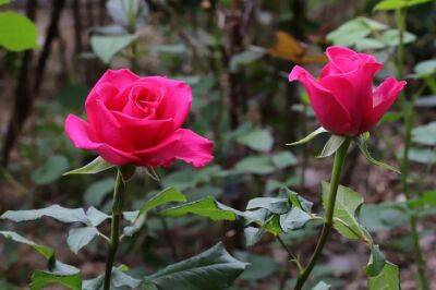 Что посадить рядом с розами: хитрости, о которых должны знать дачники - belnovosti.by