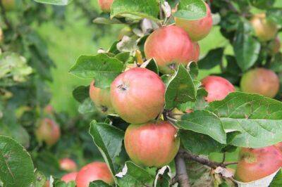 7 причин, почему не плодоносит яблоня: хитрости, чтобы завалило урожаем - belnovosti.by