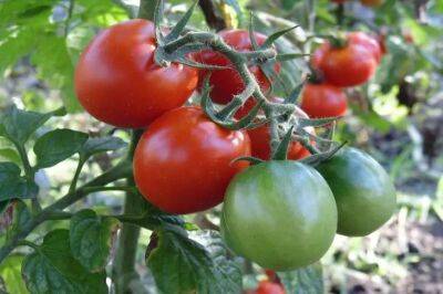 Елен Гутыро - Какой овощ надо посадить рядом с томатами, чтобы невероятный урожай сразил наповал: простая хитрость - belnovosti.by