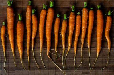 Как вырастить морковь без трещин: хитрости выращивания ровной и крупной моркови - belnovosti.by