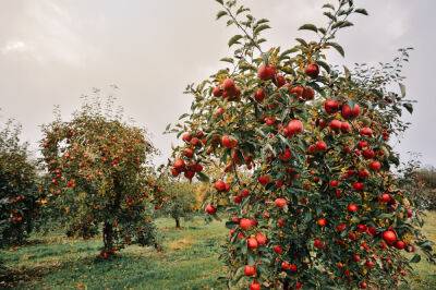 Идеальная почва для плодового сада — какая среда комфортна дереву и почему? - botanichka.ru
