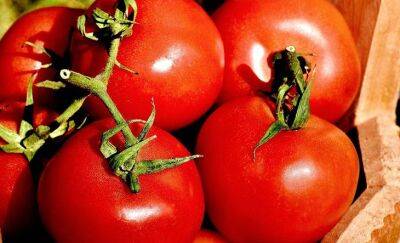 Простая подкормка для томатов: ушлые дачники благодаря ей собирают вкусные и крупные помидоры ведрами - belnovosti.by