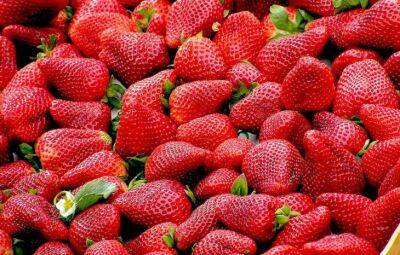 Бесплатная и эффективная подкормка для клубники: ягоды крупные и сладкие, а вредителей нет - belnovosti.by