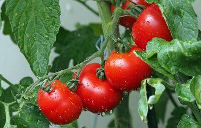 Что сажать рядом с помидорами, чтобы они плодоносили дольше: об этом не расскажет сосед - belnovosti.by