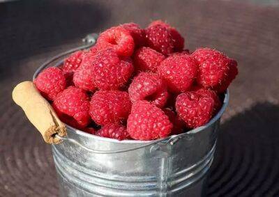 Елен Гутыро - Секретная подкормка для малины, чтобы ягоды были громадные и сочные: дачникам на заметку - belnovosti.by