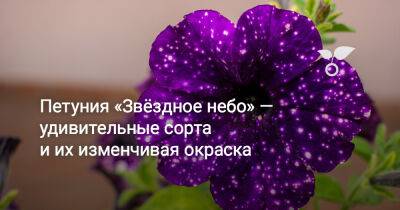Петуния «Звёздное небо» — удивительные сорта и их изменчивая окраска - botanichka.ru