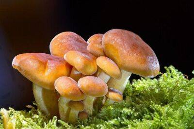 Как посадить на участке лесные грибы: 2 дешевых и простых способа - belnovosti.by