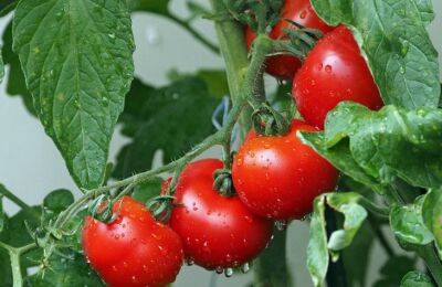 Типичная ошибка начинающего огородника: почему бывалые дачники не сажают все помидоры сразу - belnovosti.by