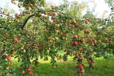 Ольга Котова - 5 плохих соседей для плодовых деревьев: чего не любят яблони, груши и сливы - belnovosti.by
