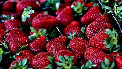 100 грамм хлебопекарных дpoжжeй и клубника будет усыпана ягодами: как использовать - belnovosti.by