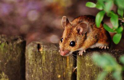 Марин Михалап - Какие запахи помогут прогнать мышей из дома: хитрости опытных дачников - belnovosti.by