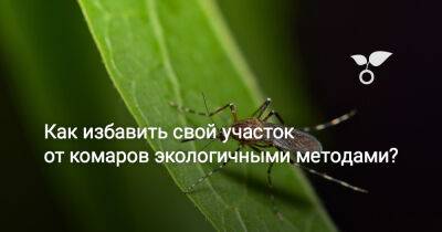 Как избавить свой участок от комаров экологичными методами? - botanichka.ru