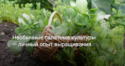 Необычные салатные культуры — личный опыт выращивания - botanichka.ru