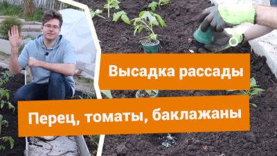 Как высаживать рассаду томатов, перцев и баклажанов в открытый грунт? - botanichka.ru