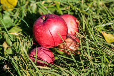 Игорь Зур - Поспешите на помощь яблоне, если хотите вылечить от парши: совет начинающим садоводам - belnovosti.by