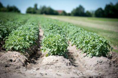 Игорь Зур - Опытные огородники рассказали, от чего на самом деле зависит хороший урожай картофеля: это должен знать каждый - belnovosti.by