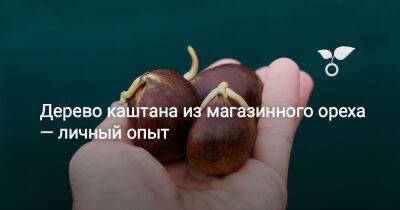 Дерево каштана из магазинного ореха — личный опыт - botanichka.ru