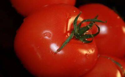 Елен Гутыро - Какие 4 подкормки дать томатам в июне, чтобы до осени собирать урожай ведрами: дачные хитрости - belnovosti.by
