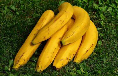 Марин Михалап - Как опытные огородники из банановой кожуры делают эффективное удобрение: дачникам на заметку - belnovosti.by