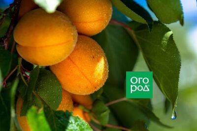 Четыре подкормки абрикоса для южных урожаев - ogorod.ru