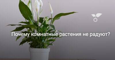 Почему комнатные растения не радуют? - botanichka.ru