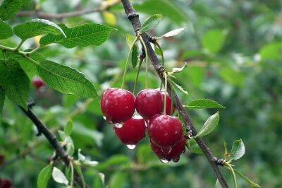 Ольга Котова - 5 растений, которые нельзя сажать у вишни, если вы хотите много ягод - belnovosti.by